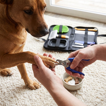 Hands trimming a calm dog nail tip with the guillotine clipper